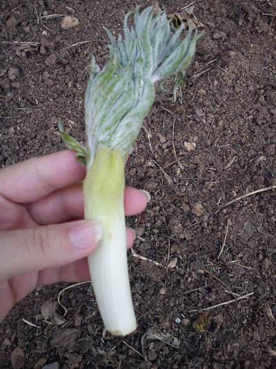 Dorema aucheri